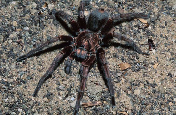 Large Spider uid 1044390
