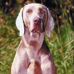 Large brown dog on lawn