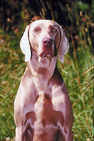 Large brown dog on lawn