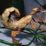 Leaf insect disguised as leaf L uid 1278017