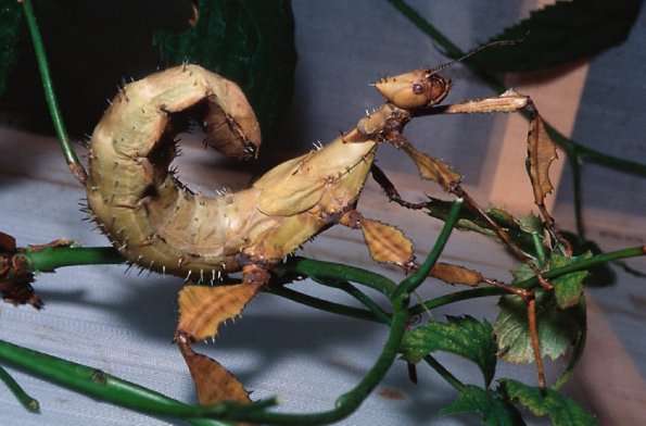 Leaf insect disguised as leaf L uid 1278017