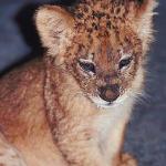 Leopard cub uid 1012900