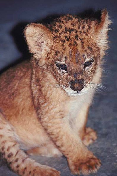 Leopard cub uid 1012900