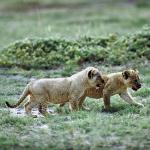Leopard cubs on grass uid 1012997