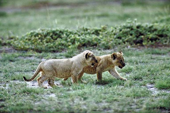 Leopard cubs on grass uid 1012997