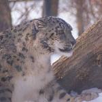 Leopard in snow
