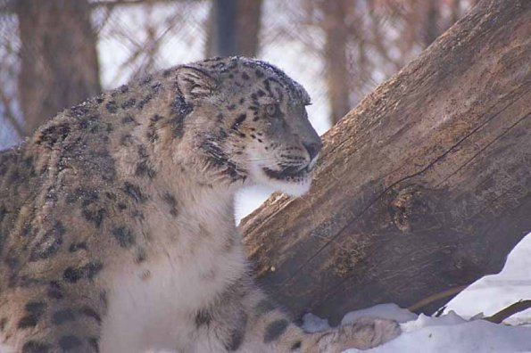 Leopard in snow