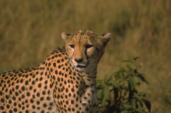 Leopard