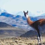 Llama standing in field uid 1012851