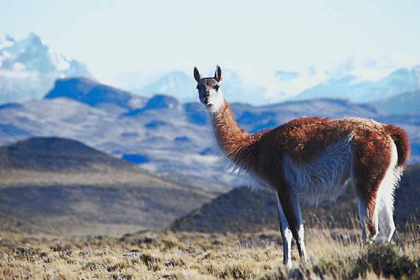 Llama standing in field uid 1012851