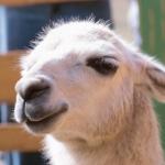 Llama with its ears back an 1