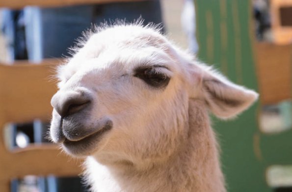 Llama with its ears back an 1