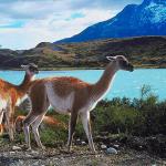 Llamas standing near water uid 1012759