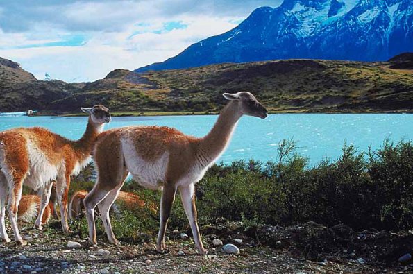 Llamas standing near water uid 1012759