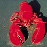 Lobster on sand uid 1013000