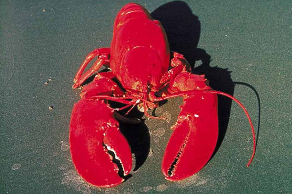Lobster on sand uid 1013000