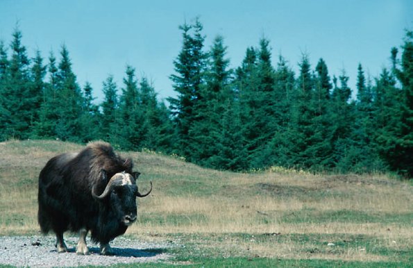 Lonesome Ox uid 1044379