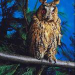 Long eared owl uid 1008098