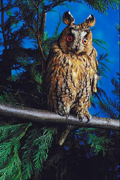 Long eared owl uid 1008098