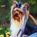 Long hair small dog in basket
