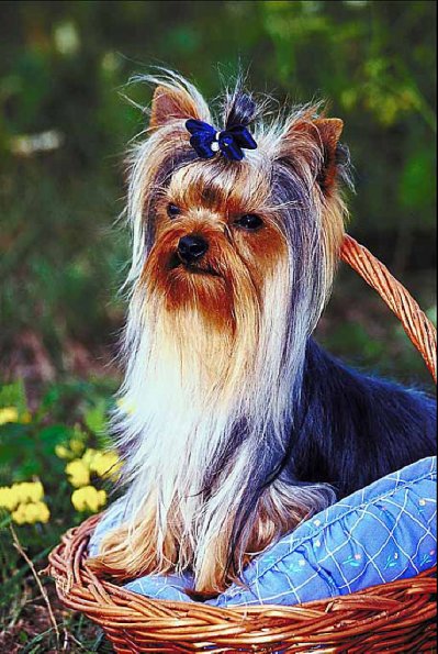 Long hair small dog in basket