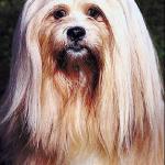 Long hair small dog