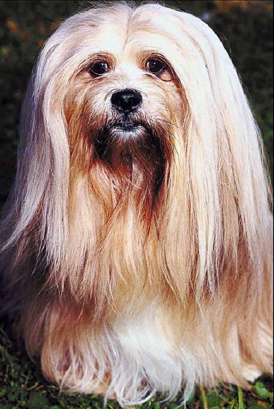 Long hair small dog