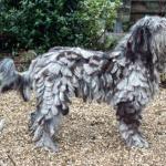 Long haired dog c10131