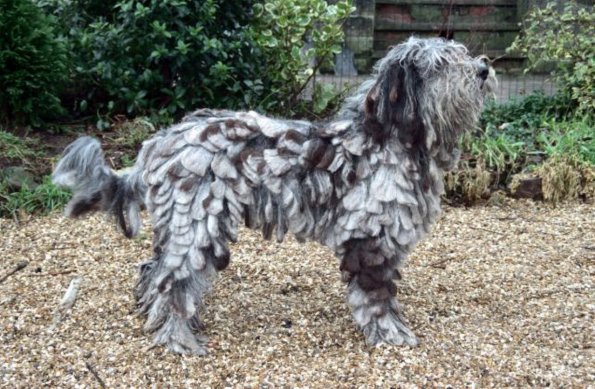 Long haired dog c10131