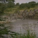 LotsofZebras