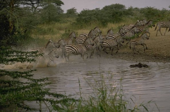 LotsofZebras