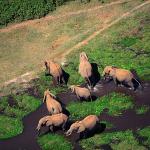Loxodonta africana uid 1658136