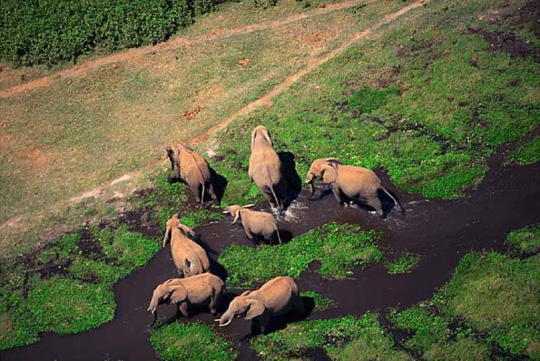Loxodonta africana uid 1658136