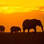 Loxodonta africana uid 1658155