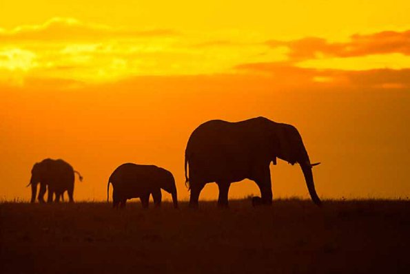Loxodonta africana uid 1658155