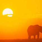 Loxodonta africana uid 1658160