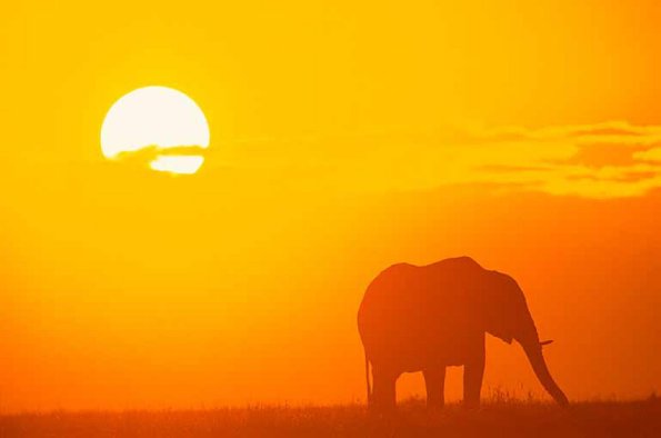 Loxodonta africana uid 1658160