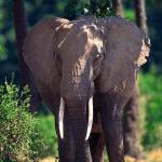 Loxodonta africana uid 1658167