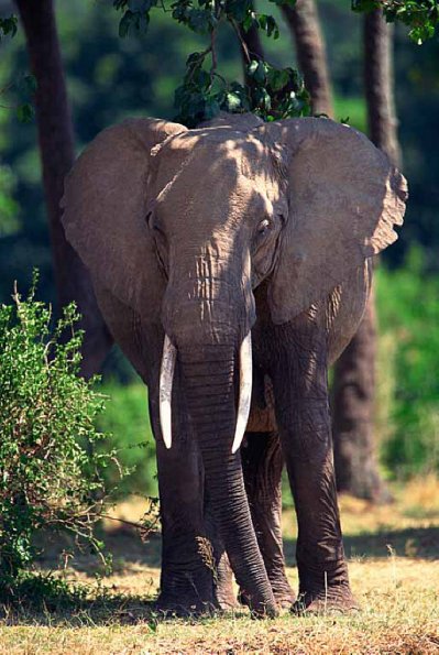 Loxodonta africana uid 1658167
