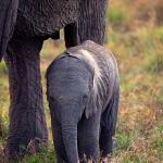 Loxodonta africana uid 1658168