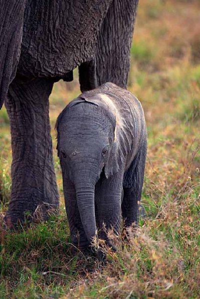 Loxodonta africana uid 1658168