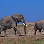 Loxodonta africana uid 1658170