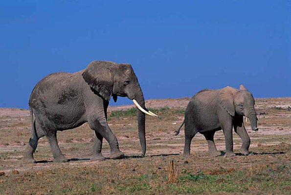 Loxodonta africana uid 1658170