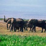 Loxodonta africana uid 1658173