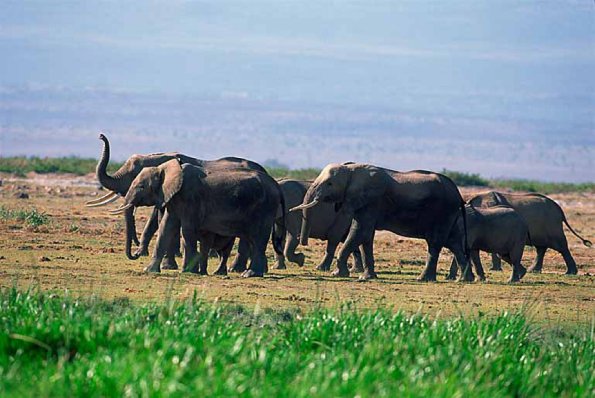 Loxodonta africana uid 1658173