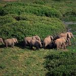 Loxodonta africana uid 1658174
