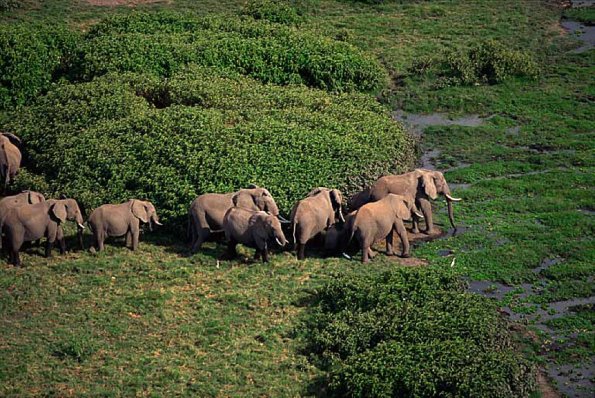 Loxodonta africana uid 1658174