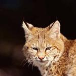 Lynx rufus uid 1658240