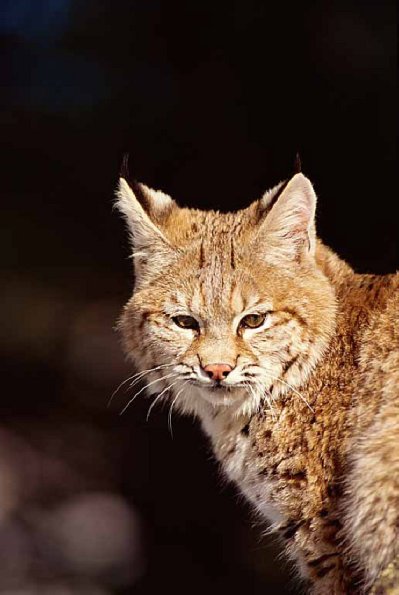 Lynx rufus uid 1658240