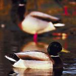 Mallard uid 995563
